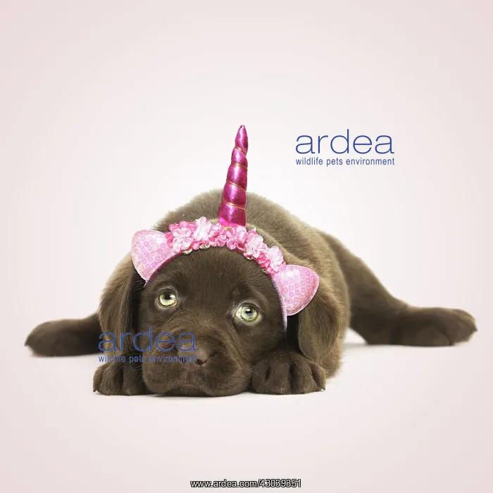  : Chocolate Labrador Dog, puppy laying down wearing