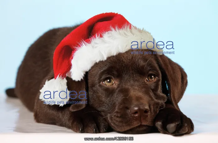 : Chocolate Labrador Dog - puppy lying down wearing : Chocolate Labrador Dog - puppy lying down wearing