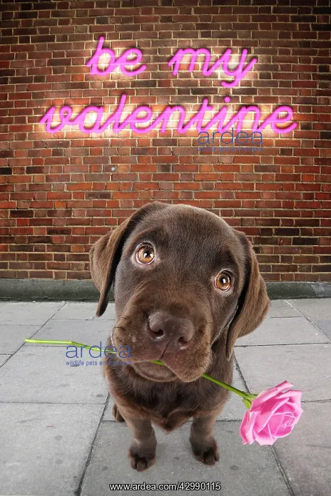: Chocolate Labrador Dog, puppy in street scene holding : Chocolate Labrador Dog, puppy in street scene holding