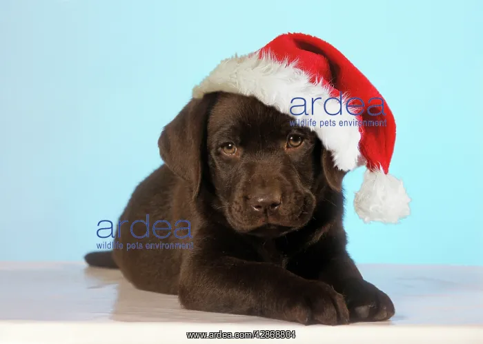 : Chocolate Labrador Dog - puppy wearing Christmas hat : Chocolate Labrador Dog - puppy wearing Christmas hat