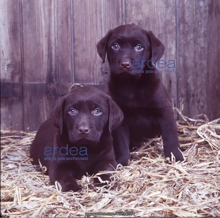 : Chocolate LABRADOR DOG - x two puppies in straw : Chocolate LABRADOR DOG - x two puppies in straw