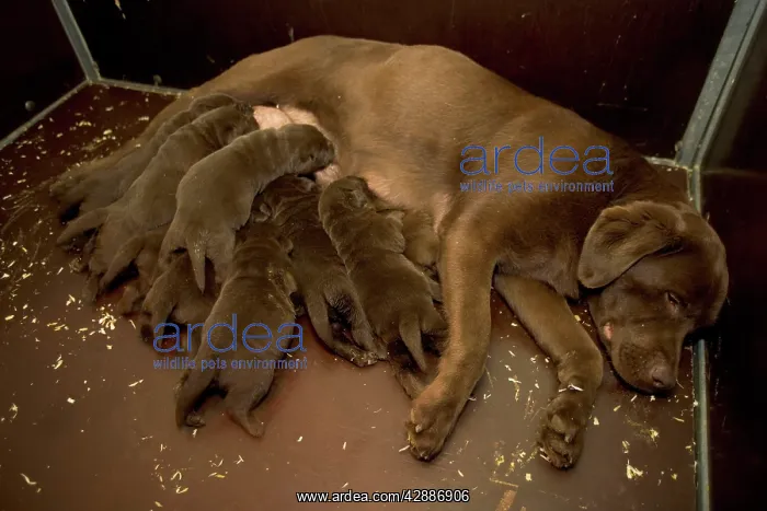 : Chocolate Labrador - female with puppies suckling : Chocolate Labrador - female with puppies suckling