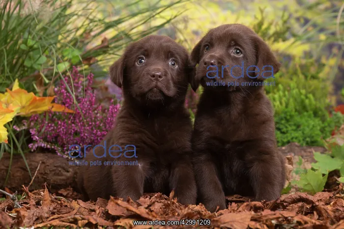 : Two Chocolate Labrador puppies outdoors in Autumn : Two Chocolate Labrador puppies outdoors in Autumn
