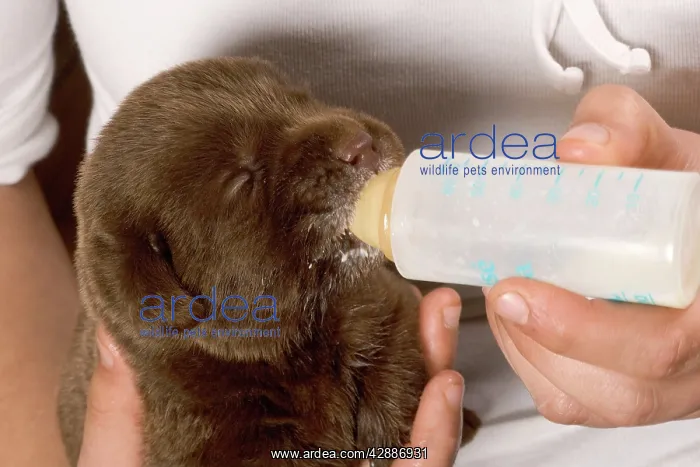 : Chocolate Labrador - puppy being fed from bottle : Chocolate Labrador - puppy being fed from bottle