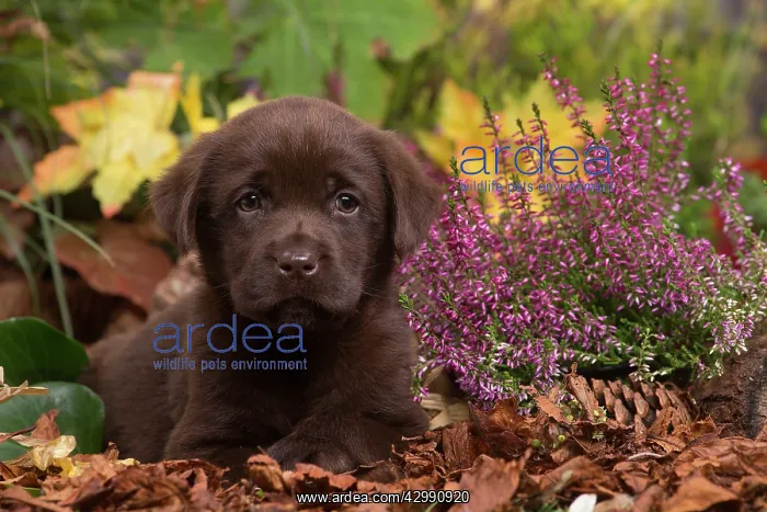 : Chocolate Labrador puppy outdoors in Autumn : Chocolate Labrador puppy outdoors in Autumn