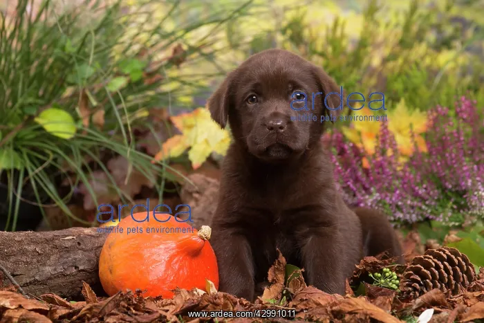 : Chocolate Labrador puppy outdoors in Autumn : Chocolate Labrador puppy outdoors in Autumn