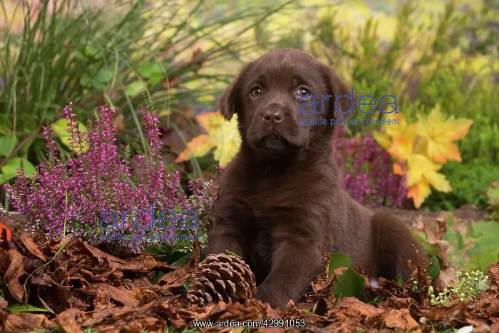 : Chocolate Labrador puppy outdoors in Autumn : Chocolate Labrador puppy outdoors in Autumn