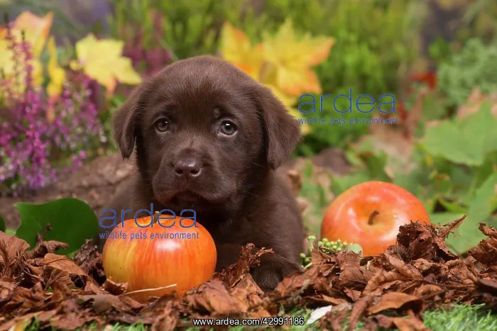 : Chocolate Labrador puppy outdoors in Autumn : Chocolate Labrador puppy outdoors in Autumn