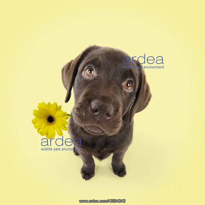: Chocolate Labrador puppy sitting down holding flower : Chocolate Labrador puppy sitting down holding flower