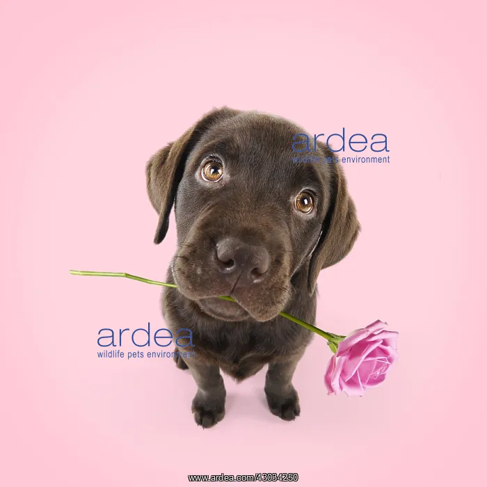 : Chocolate Labrador puppy sitting down holding flower : Chocolate Labrador puppy sitting down holding flower