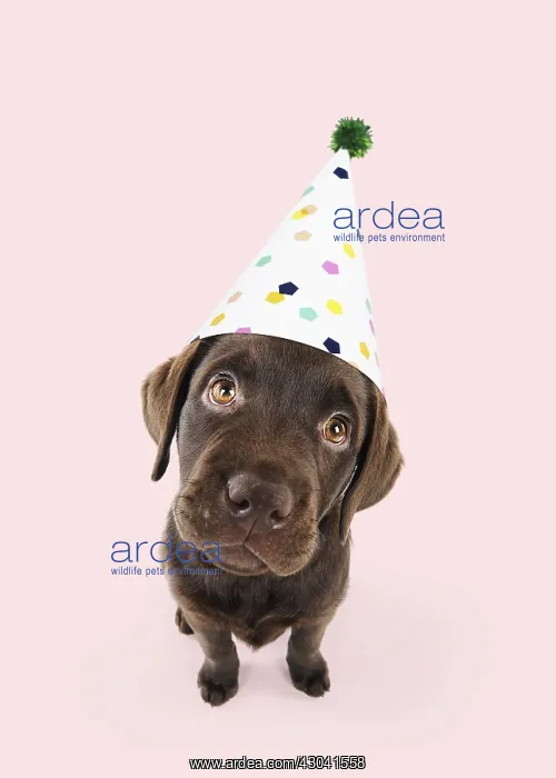 : Chocolate Labrador puppy sitting down wearing : Chocolate Labrador puppy sitting down wearing
