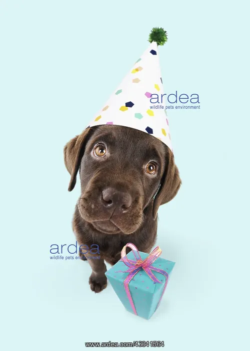  : Chocolate Labrador puppy sitting down wearing