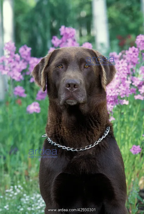 : Chocolate Labrador Retriever DOG - male sitting in garden : Chocolate Labrador Retriever DOG - male sitting in garden