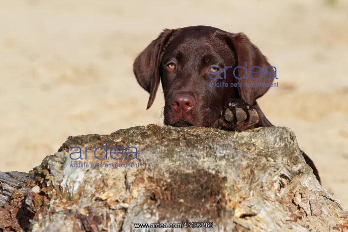 : Chocolate Labrador Retriever, female, five months : Chocolate Labrador Retriever, female, five months