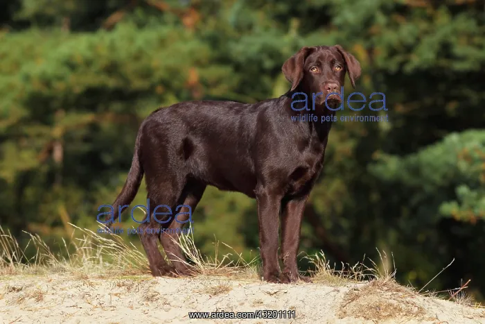 : Chocolate Labrador Retriever, female, five months : Chocolate Labrador Retriever, female, five months