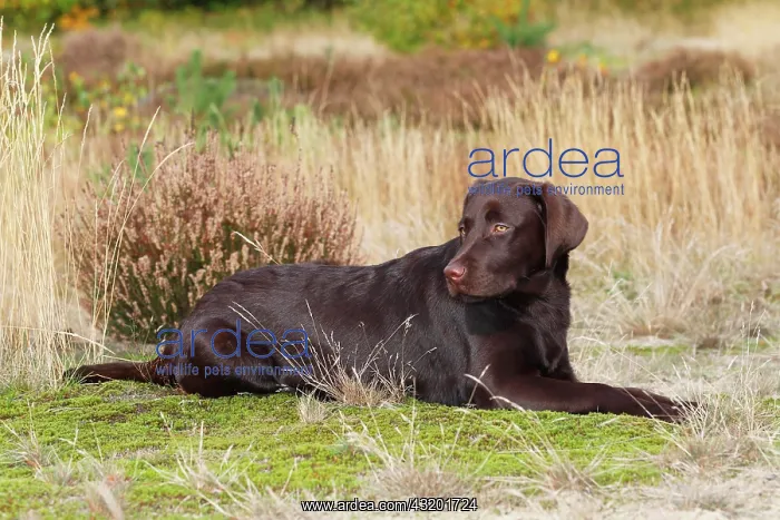 : Chocolate Labrador Retriever, female, five months : Chocolate Labrador Retriever, female, five months