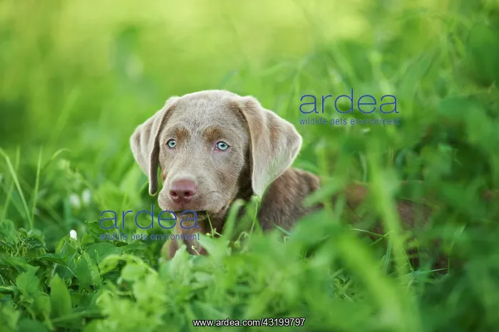 : Chocolate Labrador Retriever, lying on a meadow : Chocolate Labrador Retriever, lying on a meadow