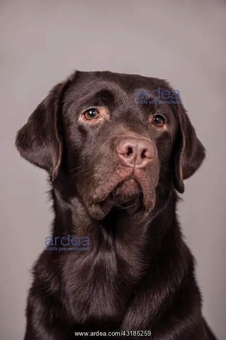 : Chocolate Labrador Retriever, portrait : Chocolate Labrador Retriever, portrait