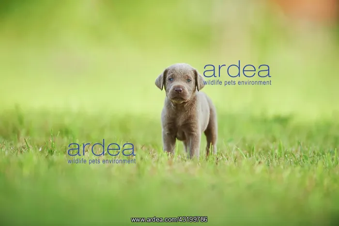  : Chocolate Labrador Retriever, pup standing on a