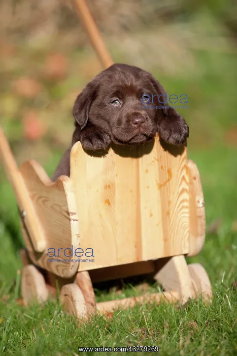 : Chocolate Labrador Retriever puppy in a small wooden : Chocolate Labrador Retriever puppy in a small wooden
