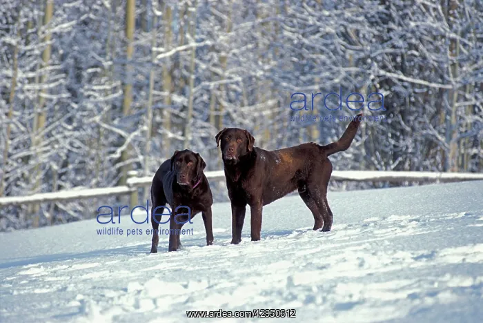 : Two chocolate Labrador Retriever standing in winter : Two chocolate Labrador Retriever standing in winter