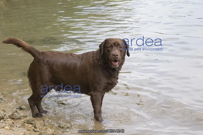  : Chocolate Labrador standing in water