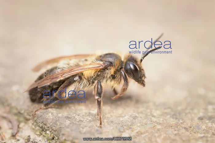  : Chocolate Mining Bee