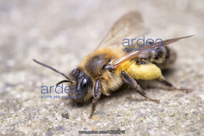 : Chocolate Mining Bee - Female with foraged pollen : Chocolate Mining Bee - Female with foraged pollen