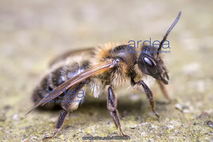 : Chocolate Mining Bee - Female - Norfolk UK : Chocolate Mining Bee - Female - Norfolk UK