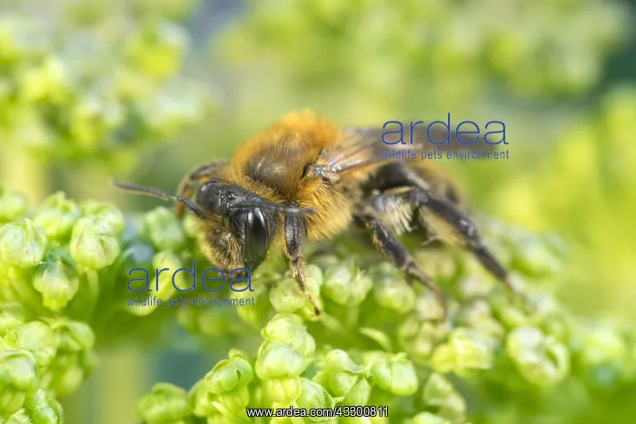 : Chocolate Mining Bee foraging on Angelica flowers : Chocolate Mining Bee foraging on Angelica flowers