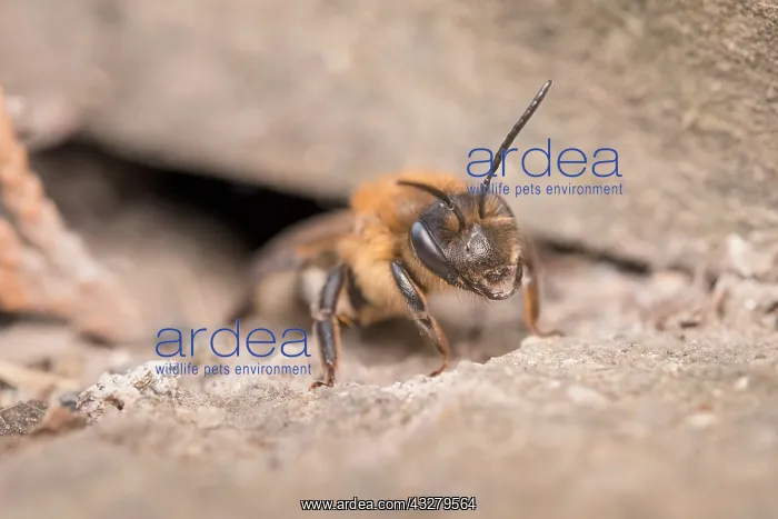  : Chocolate Mining Bee - leaving nest under garden