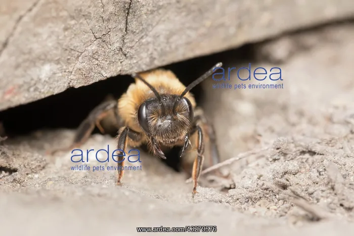 : Chocolate Mining Bee - leaving nest under garden : Chocolate Mining Bee - leaving nest under garden