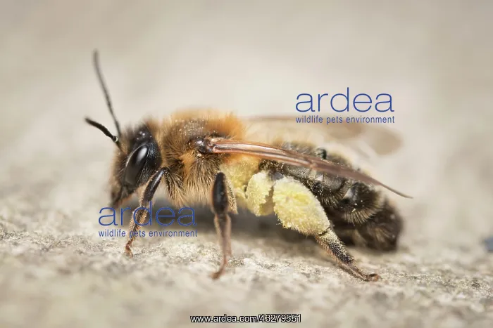 : Chocolate Mining Bee - with pollen : Chocolate Mining Bee - with pollen