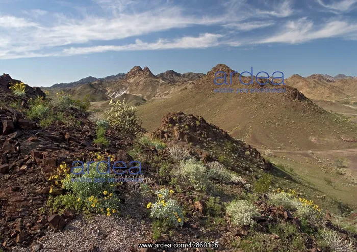 : The Chocolate Mountains - with spring flowers such : The Chocolate Mountains - with spring flowers such