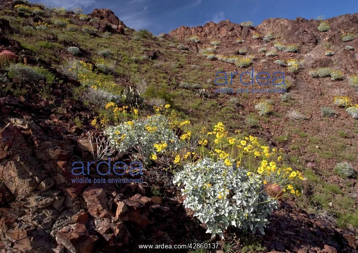 : The Chocolate Mountains - with spring flowers such : The Chocolate Mountains - with spring flowers such