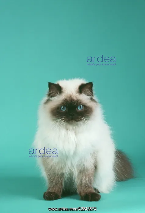 : Chocolate Persian Point Cat