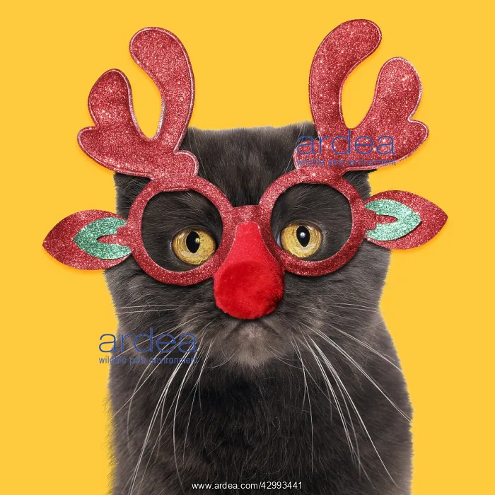  : Chocolate Scottish Fold Cat wearing Christmas