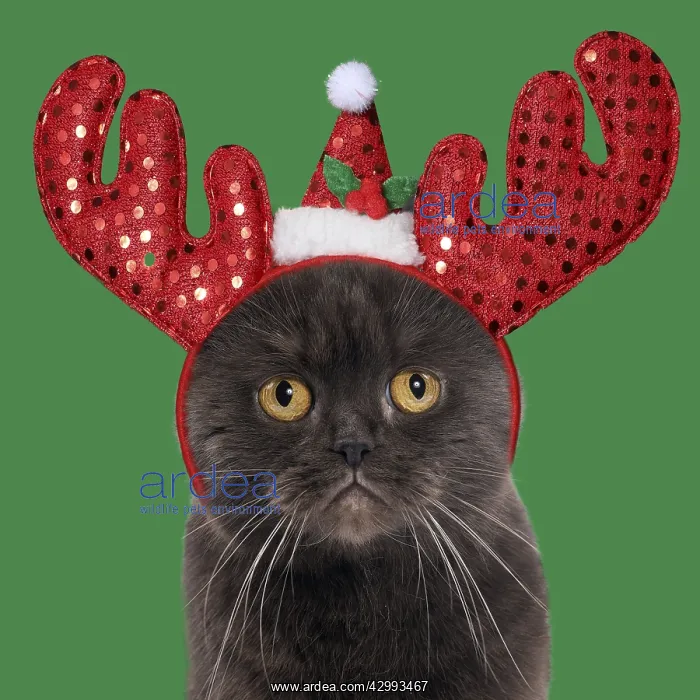  : Chocolate Scottish Fold Cat wearing Christmas