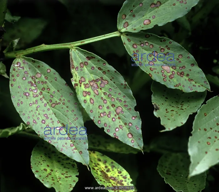 : Chocolate spot on broad bean leaves : Chocolate spot on broad bean leaves
