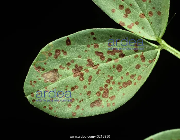 : Chocolate spot on field bean : Chocolate spot on field bean