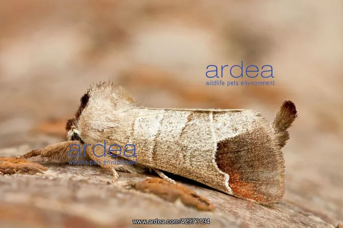 : Chocolate Tip Moth at rest : Chocolate Tip Moth at rest