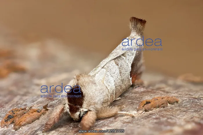 : Chocolate Tip Moth at rest : Chocolate Tip Moth at rest