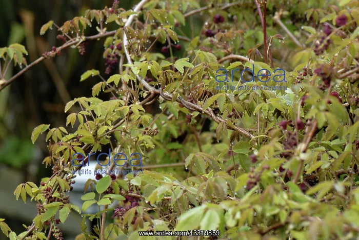 : Chocolate vine : Chocolate vine