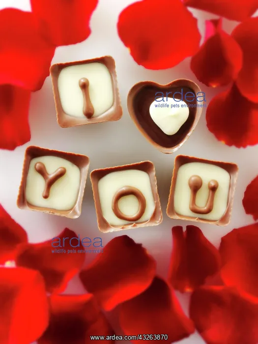 : Chocolates forming the words I love you : Chocolates forming the words I love you