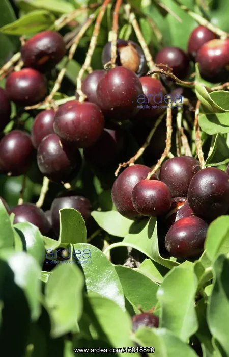 : Chokecherry : Chokecherry