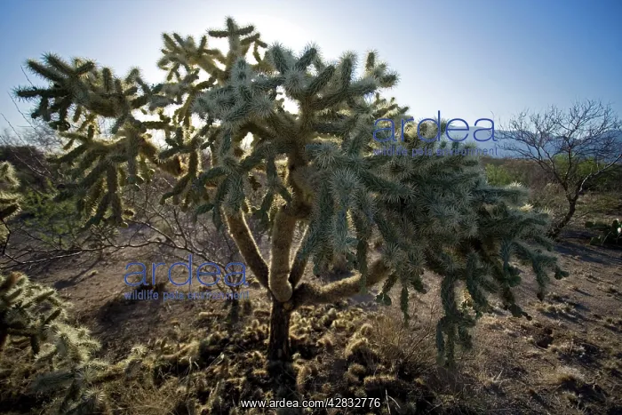 : Cholla Cactus : Cholla Cactus