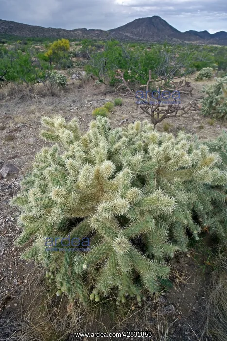 : Cholla Cactus : Cholla Cactus