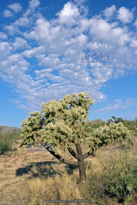 : Cholla Cactus : Cholla Cactus