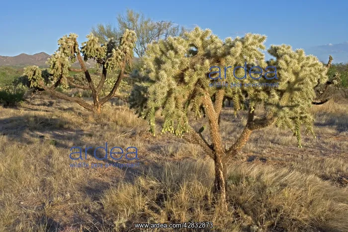 : Cholla Cactus : Cholla Cactus