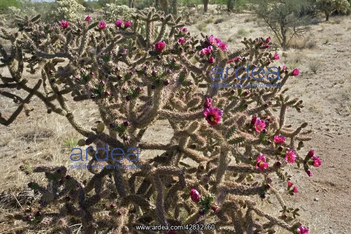 : Cholla Cactus with blossoms : Cholla Cactus with blossoms